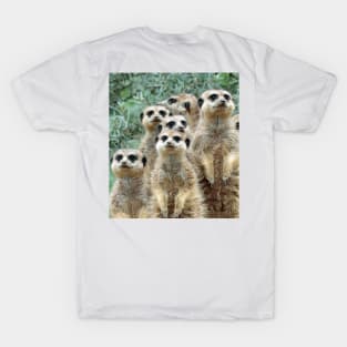 Meerkat 012 T-Shirt